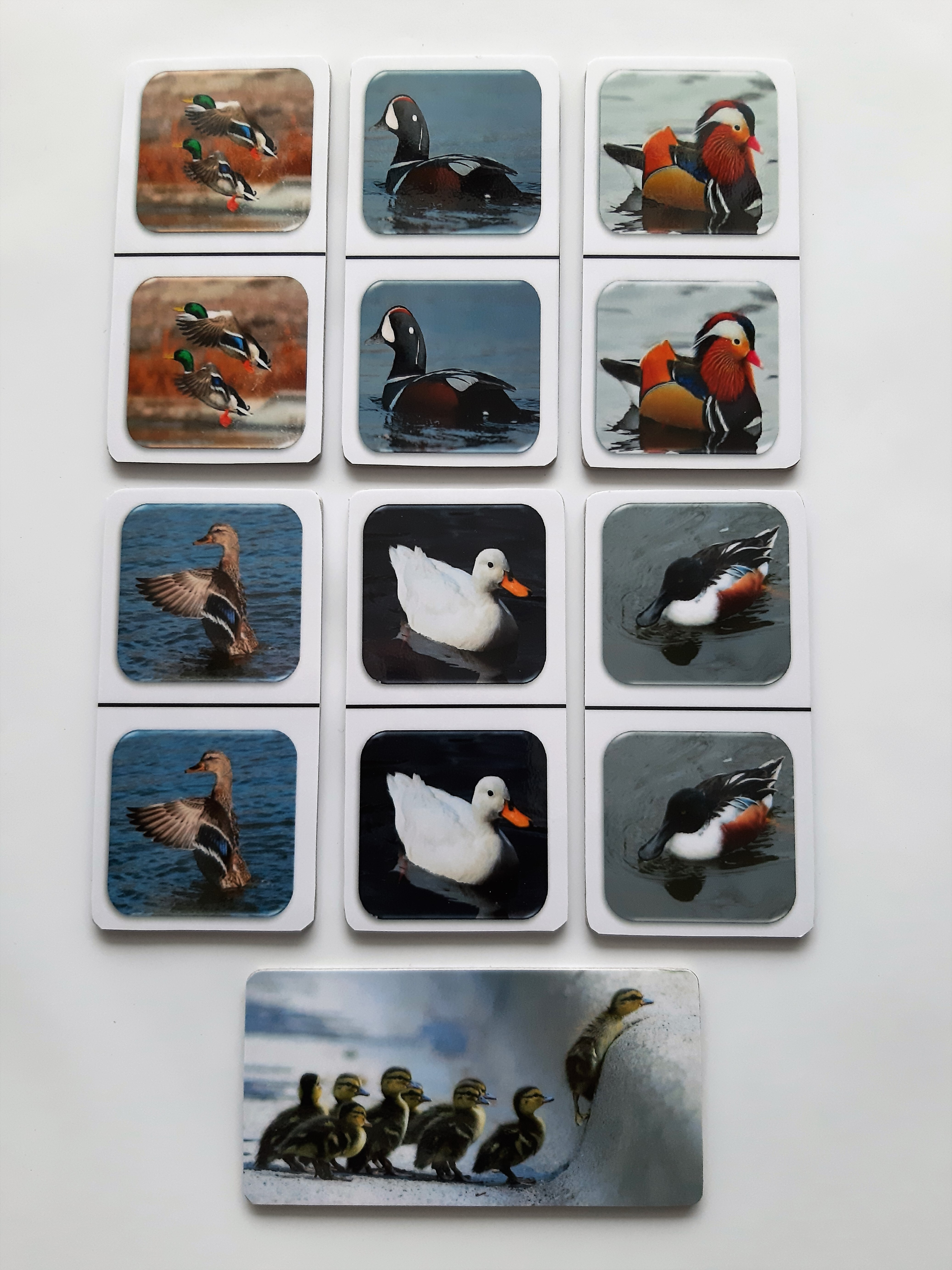 FotoDomino_Eenden_2e.jpg FotoDomino_Eenden_2e.jpg