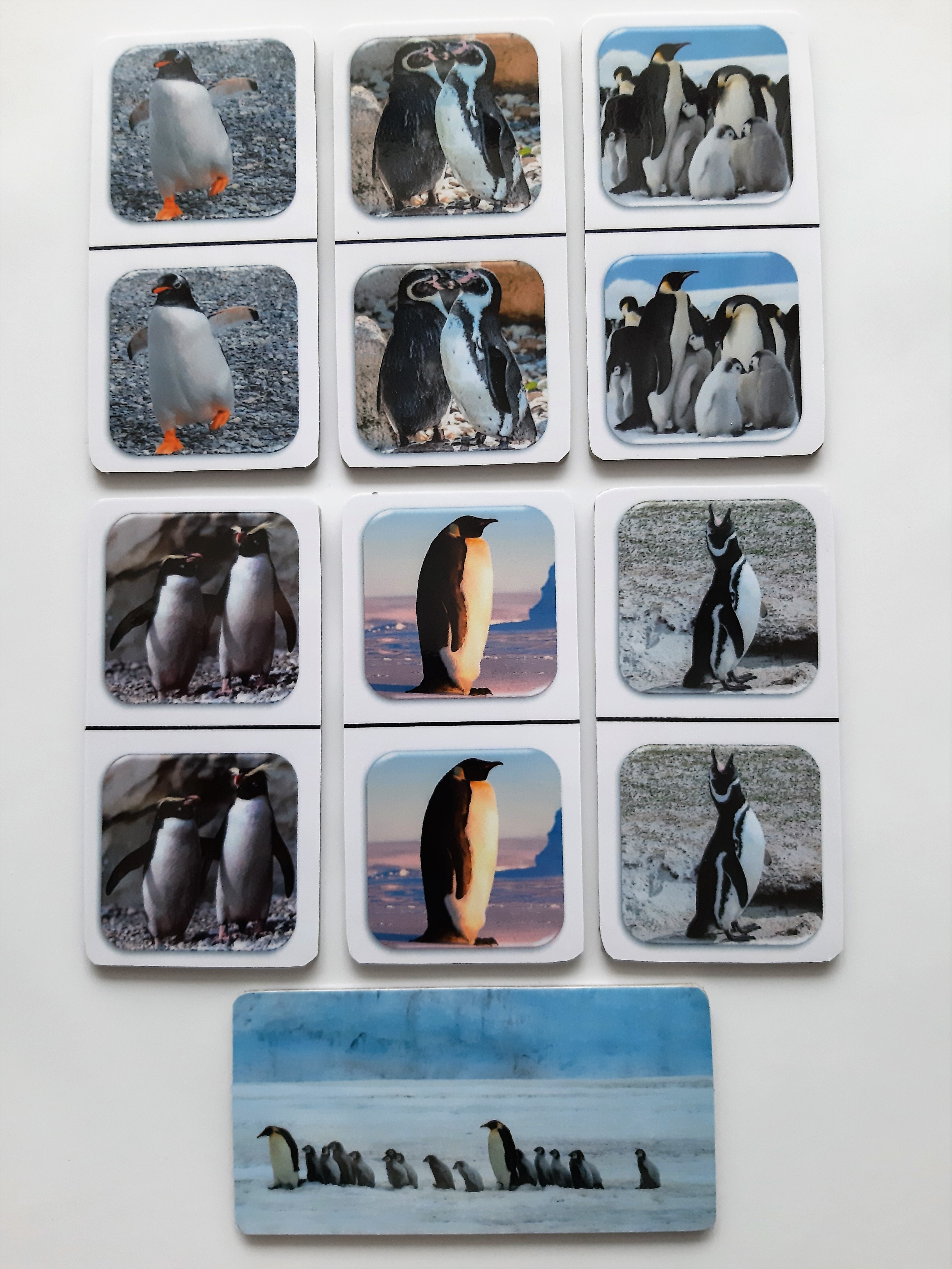 FotoDomino_Pinguins_2e.jpg FotoDomino_Pinguins_2e.jpg